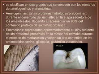 • se clasifican en dos grupos que se conocen con los nombres
de amelogeninas y enamelinas.
• Amelogeninas: Estas proteínas hidrófobas predominan;
durante el desarrollo del esmalte, en la etapa secretora de
los ameloblastos, llegando a representar un 90% del
contenido proteico de su matriz orgánica.
• Enamelinas: representan aproximadamente el 10% restante
de las proteínas presentes en la matriz del esmalte durante
el proceso de maduración y tienen un alto contenido en los
aminoácidos serina, glicocola, glutámico y aspártico.
 