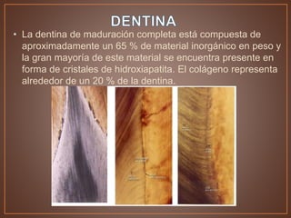 • La dentina de maduración completa está compuesta de
aproximadamente un 65 % de material inorgánico en peso y
la gran mayoría de este material se encuentra presente en
forma de cristales de hidroxiapatita. El colágeno representa
alrededor de un 20 % de la dentina.
 