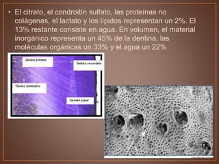 • El citrato, el condroitín sulfato, las proteínas no
colágenas, el lactato y los lípidos representan un 2%. El
13% restante consiste en agua. En volumen, el material
inorgánico representa un 45% de la dentina, las
moléculas orgánicas un 33% y el agua un 22%
 