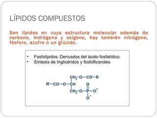 LÍPIDOS COMPUESTOS Son lípidos en cuya estructura molecular además de carbono, hidrógeno y oxígeno, hay también nitrógeno, fósforo, azufre o un glúcido. Fosfolípidos :Derivados del ácido fosfatídico. Síntesis de triglicéridos y fosfofliceroles 