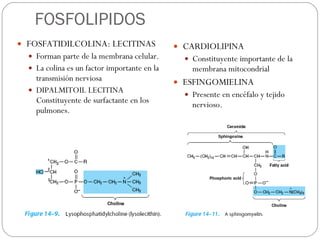 FOSFOLIPIDOS FOSFATIDILCOLINA: LECITINAS Forman parte de la membrana celular. La colina es un factor importante en la transmisión nerviosa DIPALMITOIL LECITINA Constituyente de surfactante en los pulmones. CARDIOLIPINA Constituyente importante de la membrana mitocondrial  ESFINGOMIELINA Presente en encéfalo y tejido nervioso. 