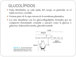 GLUCOLÍPIDOS Están distribuidos en cada tejido del cuerpo en particular en el tejido nervioso, encéfalo. Forman parte de la capa externa de la membrana plasmática  Los más abundantes son los glucoesfingolípidos formados por un compuesto denominado ceramida y azucares como la glucosa o galactosa: Galactosilceramida, glucosilceramida 