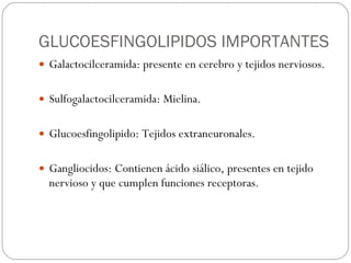 GLUCOESFINGOLIPIDOS IMPORTANTES Galactocilceramida: presente en cerebro y tejidos nerviosos. Sulfogalactocilceramida: Mielina. Glucoesfingolipido: Tejidos extraneuronales. Gangliocidos: Contienen ácido siálico, presentes en tejido nervioso y que cumplen funciones receptoras. 