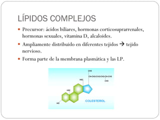 LÍPIDOS COMPLEJOS Precursor: ácidos biliares, hormonas corticosuprarrenales, hormonas sexuales, vitamina D, alcaloides. Ampliamente distribuido en diferentes tejidos    tejido nervioso. Forma parte de la membrana plasmática y las LP. 