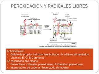 PEROXIDACION Y RADICALES LIBRES  Antioxidantes:  Galato de propilo: hidroxianisol butilado,    aditivos alimentarios. Vitamina E, C; B-Carotenos Se reconocen dos clases: Preventivos: catalasa, peroxidasas    Glutation peroxidasa Interruptores de cadena: Superoxido dismutasa 