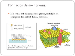 Formación de membranas: Moléculas anfipáticas: ácidos grasos, fosfolípidos, esfingolípidos, sales biliares, colesterol 