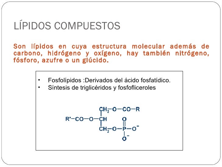 Quimica De Los Lipidos