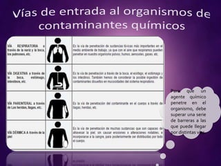 Para que un
agente químico
penetre en el
organismo, debe
superar una serie
de barreras a las
que puede llegar
por distintas vías.
 