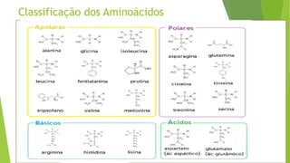 Classificação dos Aminoácidos
Cadeia lateral Ácido
Cadeia lateral Apolar
Cadeia lateral Básica
Cadeia lateral Polar
 