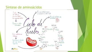 Síntese de aminoácidos
Os aminoácidos são sintetizados a partir de substâncias precursoras e
normalmente associadas com outros processos metabólicos celulares. São elas:
► Alfa-cetoglutarato: Composto intermediário do ciclo de Krebs, dá origem aos
aminoácidos glutamato, glutamina, prolina e arginina.
► 3-fosfoglicerato: Composto intermediário da glicólise, dá origem aos
aminoácidos serina, glicina e cisteína.
► Oxalacetato: Composto intermediário do ciclo de Krebs e que também
aparece durante a gliconeogênese, dá origem aos aminoácidos aspartato,
asparagina, metionina, treonina e lisina.
► Piruvato: molécula formada durante a glicólise, dá origem aos aminoácidos
alanina, valina, leucina e isoleucina.
 