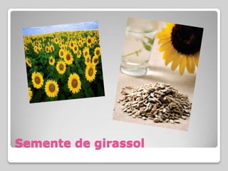 Semente de girassol
 