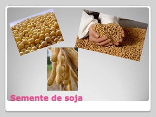 Semente de soja
 