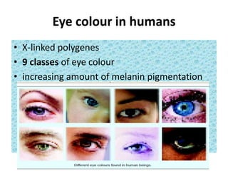 Eye colour in humans
• X-linked polygenes
• 9 classes of eye colour
• increasing amount of melanin pigmentation
 