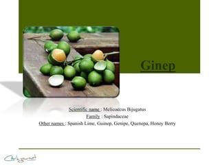 Ginep


              Scientific name : Melicoccus Bijugatus
                       Family : Sapindaceae
Other names : Spanish Lime, Guinep, Genipe, Quenepa, Honey Berry
 
