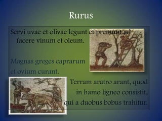 RurusServiuvae et olivaelegunt et premunt ad facerevinum et oleum.Magnas gregescaprarumet oviumcurant.Terramaratroarant, quodin hamoligneoconsistit, qui a duobusbobustrahitur.