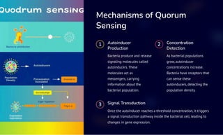 Quorum-Sensing-Bacterial-Communication (1) goup 2 tut 2 cell.pdf