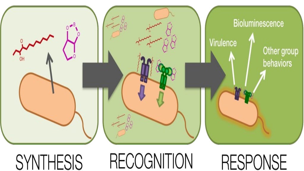 Quorum Sensing