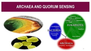 ARCHAEA AND QUORUM SENSING
13
 