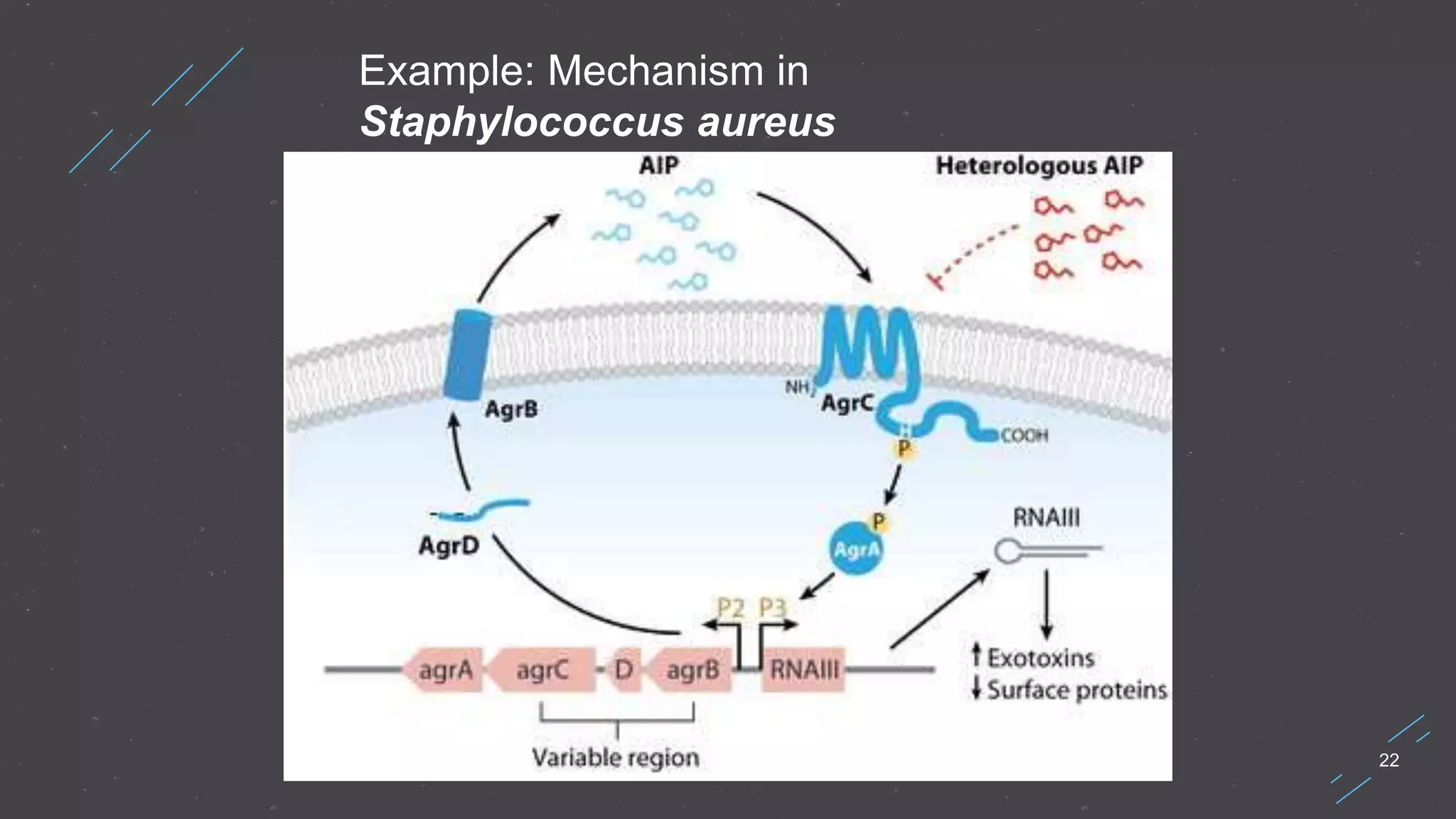 22
Example: Mechanism in
Staphylococcus aureus
 