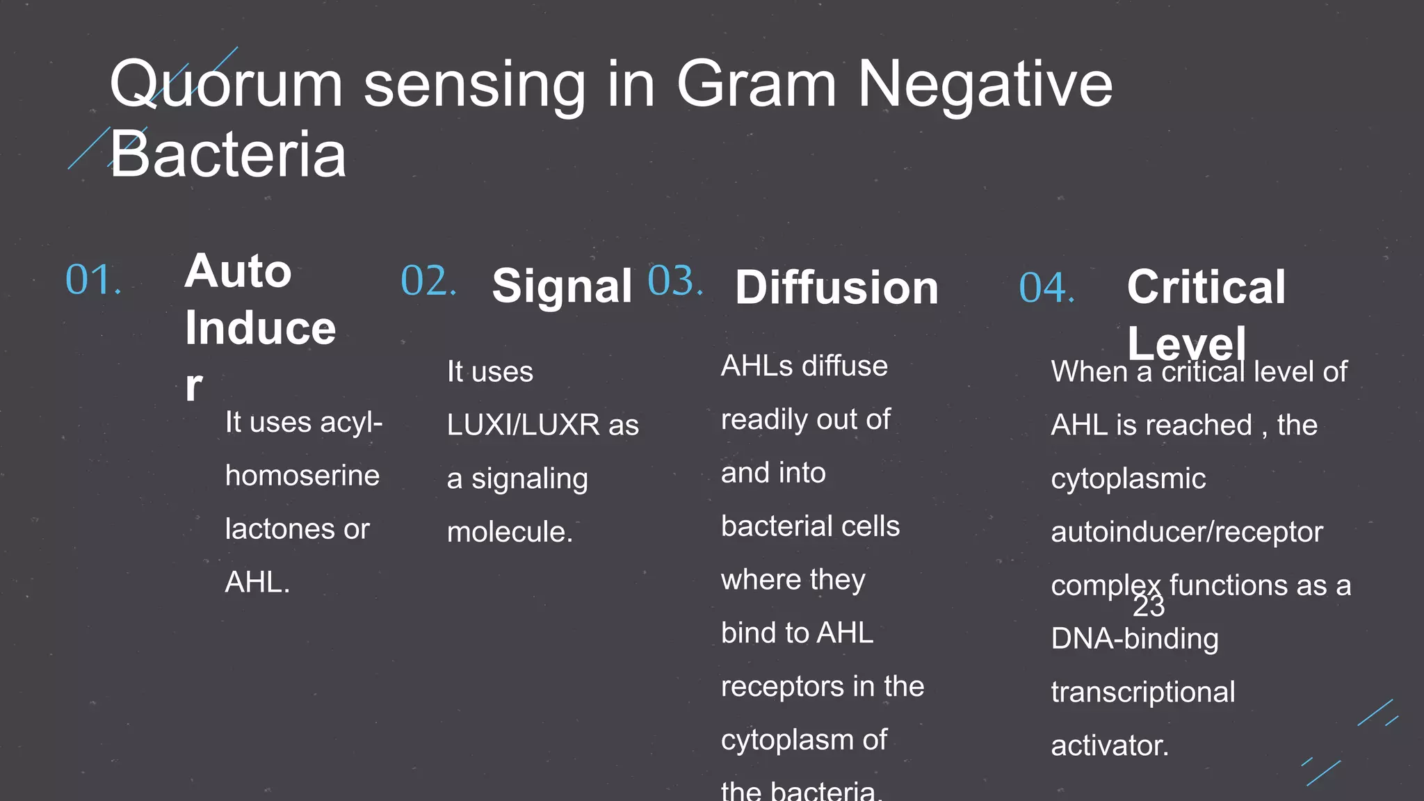 23
Quorum sensing in Gram Negative
Bacteria
01. Auto
Induce
r
It uses acyl-
homoserine
lactones or
AHL.
02. Signal 03. Diffusion 04. Critical
LevelIt uses
LUXI/LUXR as
a signaling
molecule.
AHLs diffuse
readily out of
and into
bacterial cells
where they
bind to AHL
receptors in the
cytoplasm of
When a critical level of
AHL is reached , the
cytoplasmic
autoinducer/receptor
complex functions as a
DNA-binding
transcriptional
activator.
 