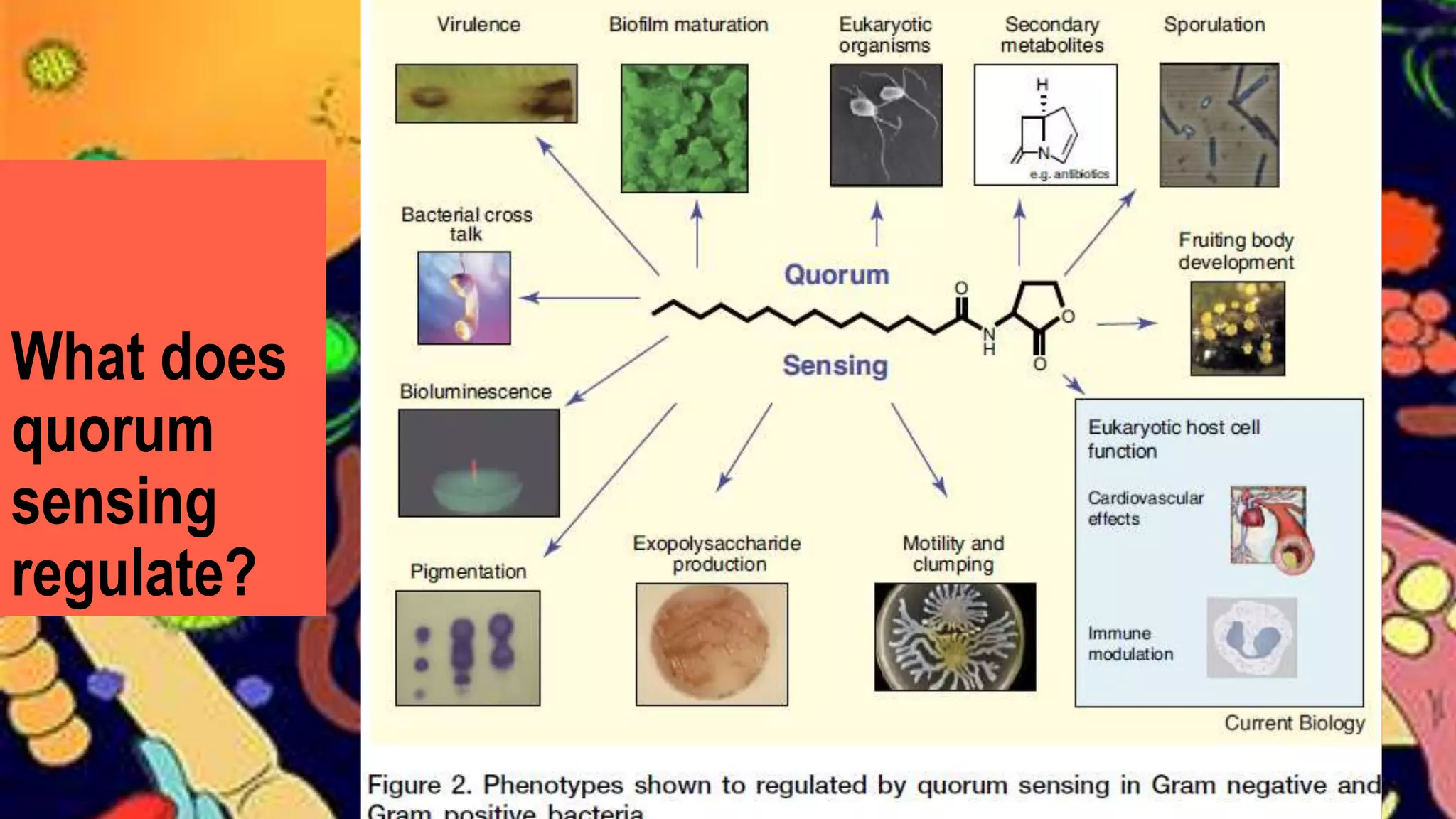 What does
quorum
sensing
regulate?
 