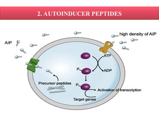 Future Perspectives of Quorum Sensing in Bacterial Diseases of Animals ...