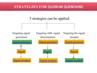 Quorum Signalling Graph Future Perspectives of Quorum Sensing in Bacterial Diseases of Animals ...