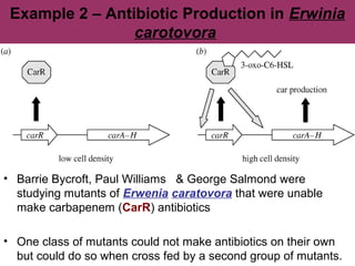 Example 2 – Antibiotic Production in Erwinia
carotovora
• Barrie Bycroft, Paul Williams & George Salmond were
studying mutants of Erwenia caratovora that were unable
make carbapenem (CarR) antibiotics
• One class of mutants could not make antibiotics on their own
but could do so when cross fed by a second group of mutants.
 