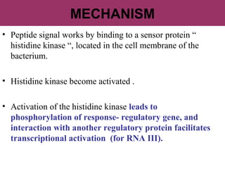 MECHANISM
• Peptide signal works by binding to a sensor protein “
histidine kinase “, located in the cell membrane of the
bacterium.
• Histidine kinase become activated .
• Activation of the histidine kinase leads to
phosphorylation of response- regulatory gene, and
interaction with another regulatory protein facilitates
transcriptional activation (for RNA III).
 
