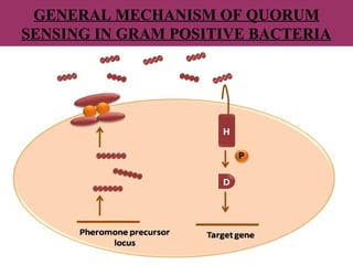 GENERAL MECHANISM OF QUORUM
SENSING IN GRAM POSITIVE BACTERIA
 