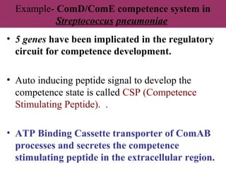 Example- ComD/ComE competence system in
Streptococcus pneumoniae
• 5 genes have been implicated in the regulatory
circuit for competence development.
• Auto inducing peptide signal to develop the
competence state is called CSP (Competence
Stimulating Peptide). .
• ATP Binding Cassette transporter of ComAB
processes and secretes the competence
stimulating peptide in the extracellular region.
 