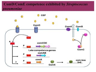 ComD/ComE competence exhibited by Streptococcus
pneumoniae
 