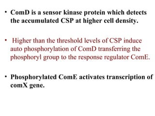 • ComD is a sensor kinase protein which detects
the accumulated CSP at higher cell density.
• Higher than the threshold levels of CSP induce
auto phosphorylation of ComD transferring the
phosphoryl group to the response regulator ComE.
• Phosphorylated ComE activates transcription of
comX gene.
 