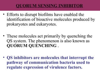 QUORUM SENSING INHIBITOR
• Efforts to disrupt biofilms have enabled the
identification of bioactive molecules produced by
prokaryotes and eukaryotes.
• These molecules act primarily by quenching the
QS system. The phenomenon is also known as
QUORUM QUENCHING .
• QS inhibitors are molecules that interrupt the
pathway of communication bacteria used to
regulate expression of virulence factors.
 