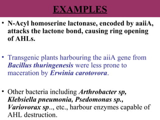 EXAMPLES
• N-Acyl homoserine lactonase, encoded by aaiiA,
attacks the lactone bond, causing ring opening
of AHLs.
• Transgenic plants harbouring the aiiA gene from
Bacillus thuringenesis were less prone to
maceration by Erwinia carotovora.
• Other bacteria including Arthrobacter sp,
Klebsiella pneumonia, Psedomonas sp.,
Variovorax sp.., etc., harbour enzymes capable of
AHL destruction.
 