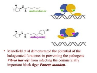 • Manefield et al demonstrated the potential of the
halogenated furanones in preventing the pathogens
Vibrio harveyi from infecting the commercially
important black tiger Paneus mondon.
 