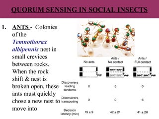 QUORUM SENSING IN SOCIAL INSECTS
1. ANTS - Colonies
of the
Temnothorax
albipennis nest in
small crevices
between rocks.
When the rock
shift & nest is
broken open, these
ants must quickly
chose a new nest to
move into
 