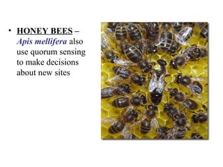 • HONEY BEES –
Apis mellifera also
use quorum sensing
to make decisions
about new sites
 