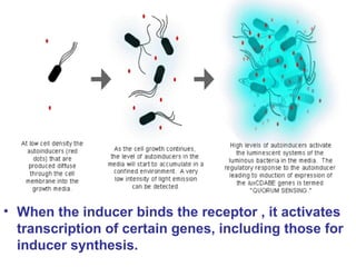 • When the inducer binds the receptor , it activates
transcription of certain genes, including those for
inducer synthesis.
 