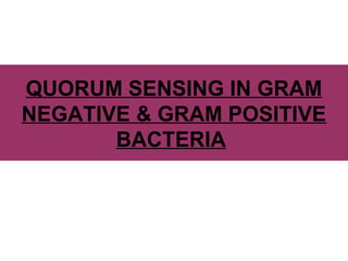 QUORUM SENSING IN GRAM
NEGATIVE & GRAM POSITIVE
BACTERIA
 