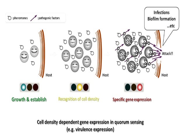 Quorum sensing in bacteriaQuorum sensing in bacteria