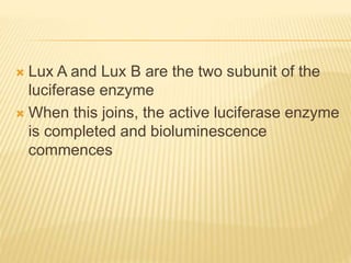  Lux A and Lux B are the two subunit of the
luciferase enzyme
 When this joins, the active luciferase enzyme
is completed and bioluminescence
commences
 