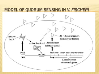 MODEL OF QUORUM SENSING IN V. FISCHERI
 