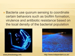  Bacteria use quorum sensing to coordinate
certain behaviors such as biofilm formation,
virulence and antibiotic resistance based on
the local density of the bacterial population
http://www.independent.co.uk/www.photobiology.info
 