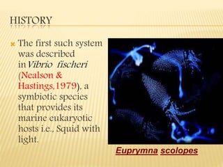 HISTORY
 The first such system
was described
inVibrio fischeri
(Nealson &
Hastings,1979), a
symbiotic species
that provides its
marine eukaryotic
hosts i.e., Squid with
light.
Euprymna scolopes
 