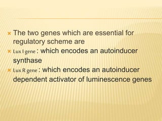  The two genes which are essential for
regulatory scheme are
 Lux I gene: which encodes an autoinducer
synthase
 Lux R gene: which encodes an autoinducer
dependent activator of luminescence genes
 
