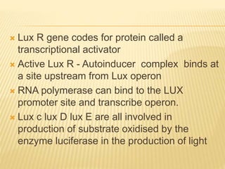  Lux R gene codes for protein called a
transcriptional activator
 Active Lux R - Autoinducer complex binds at
a site upstream from Lux operon
 RNA polymerase can bind to the LUX
promoter site and transcribe operon.
 Lux c lux D lux E are all involved in
production of substrate oxidised by the
enzyme luciferase in the production of light
 