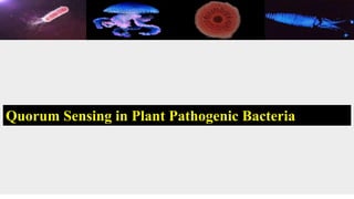 Quorum Sensing in Plant Pathogenic Bacteria
 