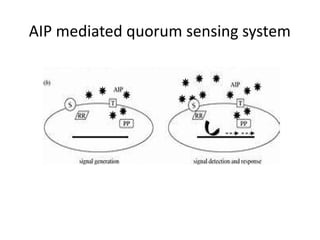 Quorum Sensing Mechanisms and Their Role in Bacterial Pathogenicity | PPTX
