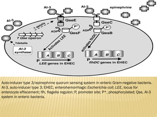 Quorum Sensing Mechanisms and Their Role in Bacterial Pathogenicity | PPTX